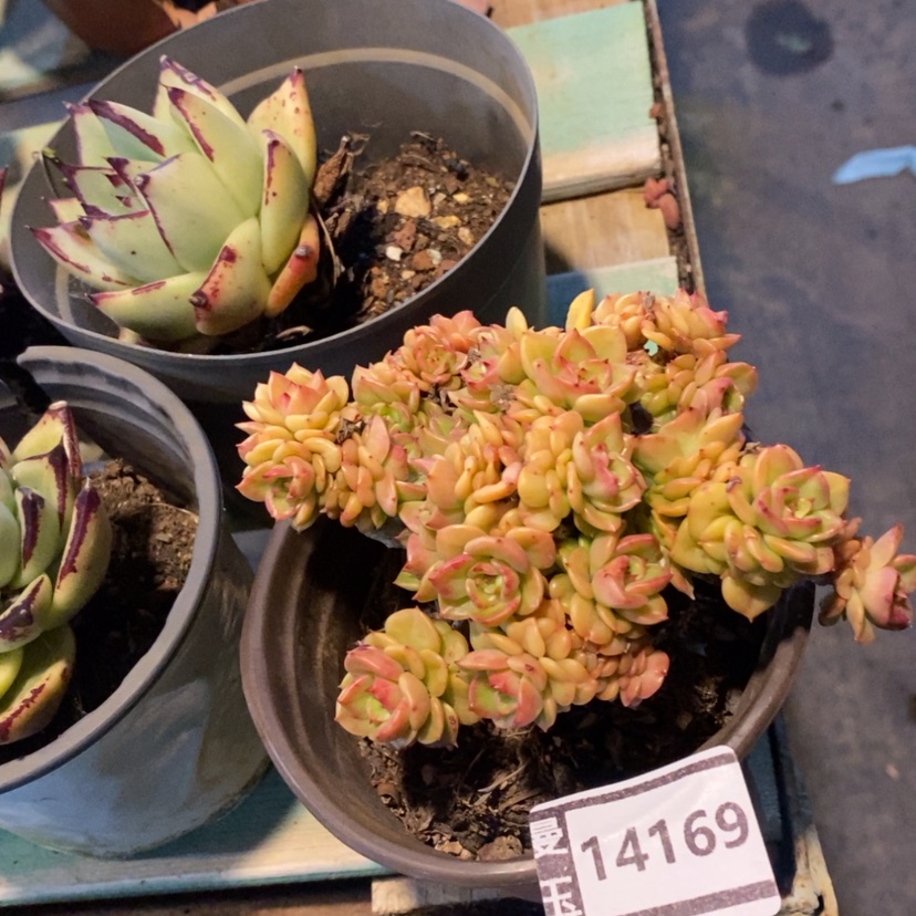 【闪购商品】蜡牡丹14169