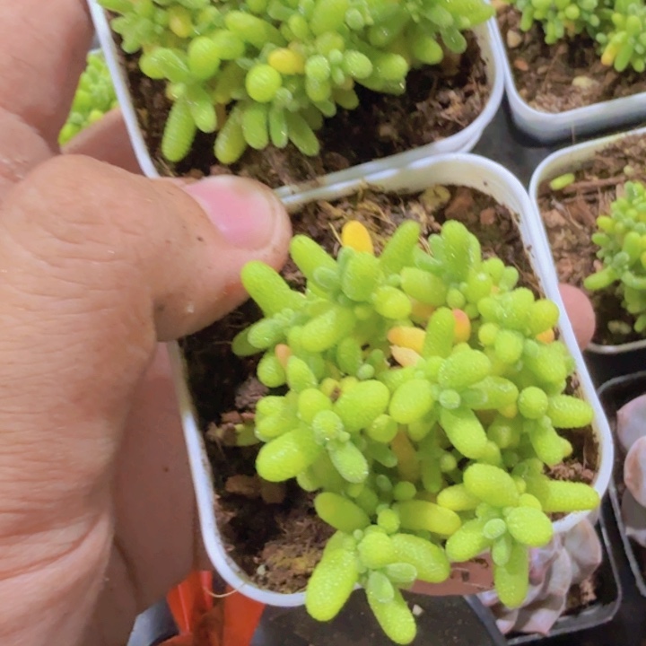 蜜橘糖球王炸一颗