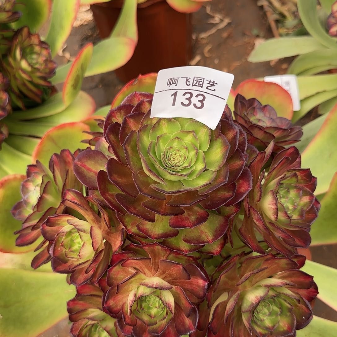 A****o133多肉 寄养 海王七彩