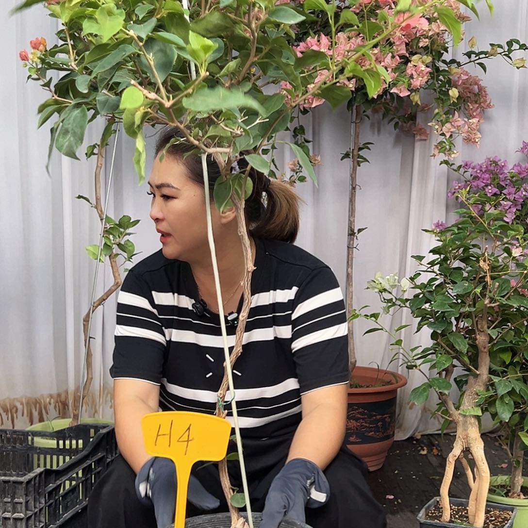 九****大部分花苞少量开放H4不甜