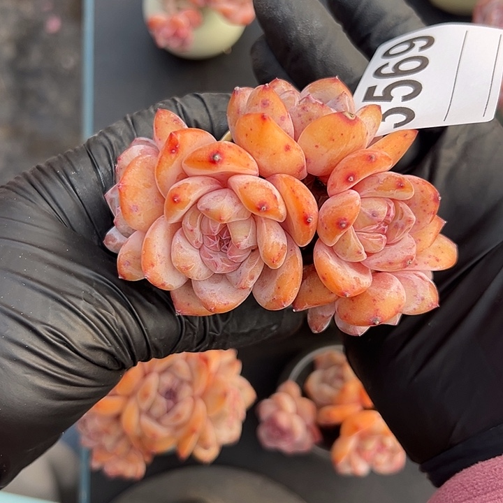 艺***艺3569，五头星影带盆发的