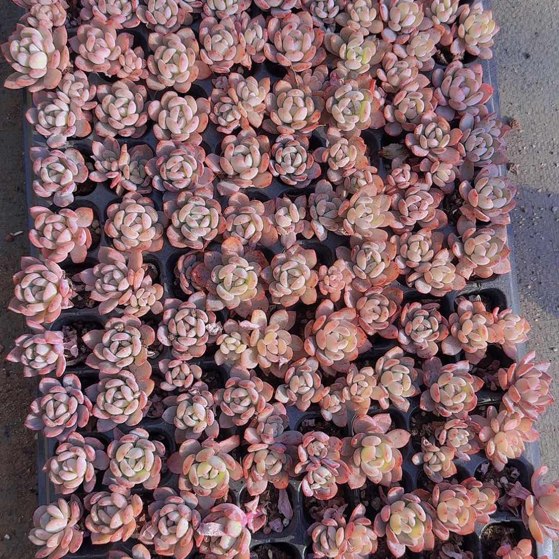 全明星土球128颗带拖地