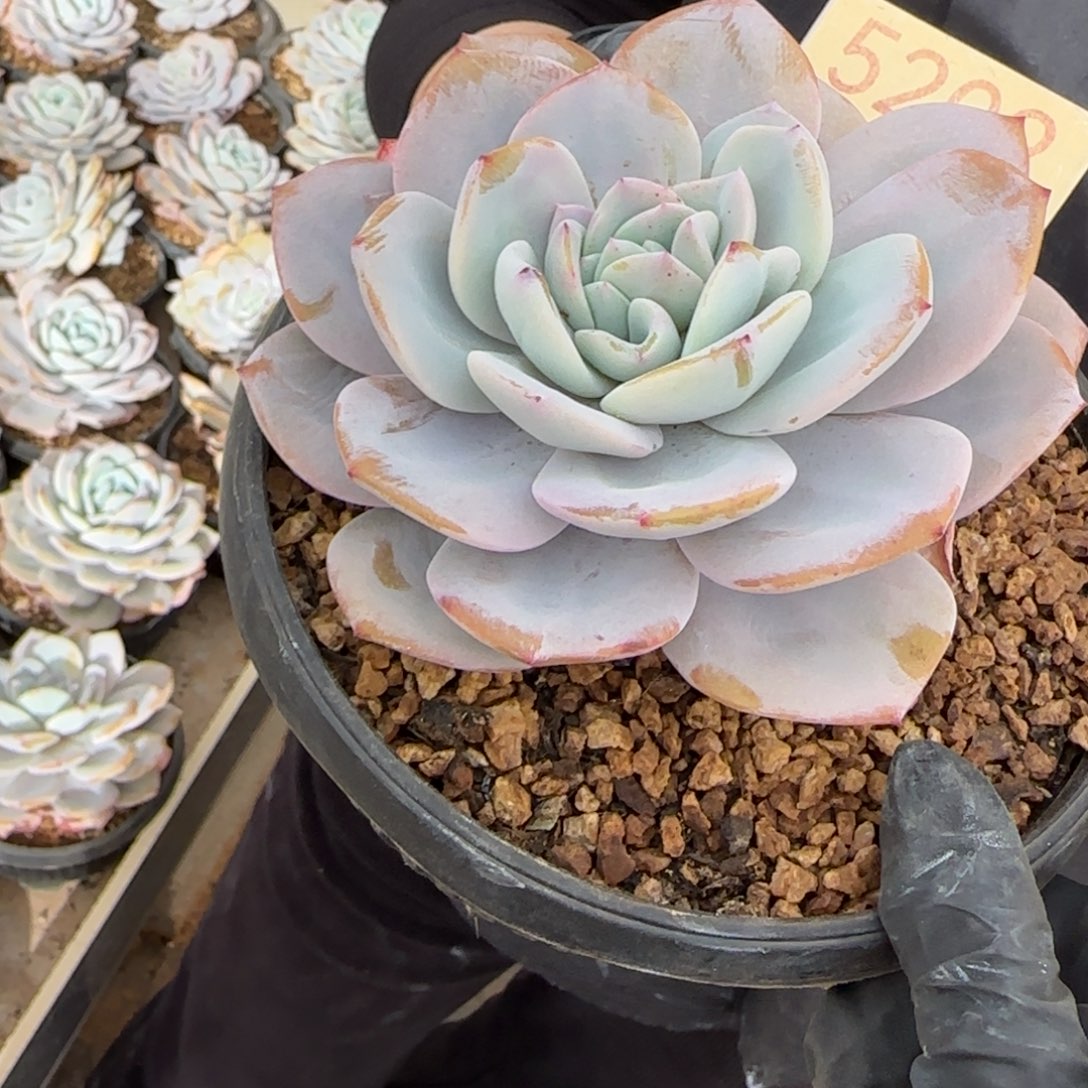 ღ****5202。    奶茶单头分心多肉