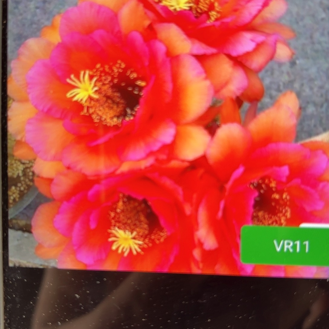 Vr11毛20包邮侧牙仙人球20