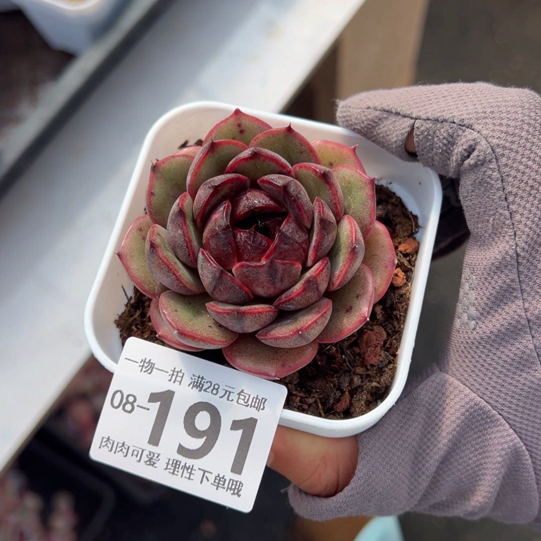 黑果珍妮多肉多肉多肉