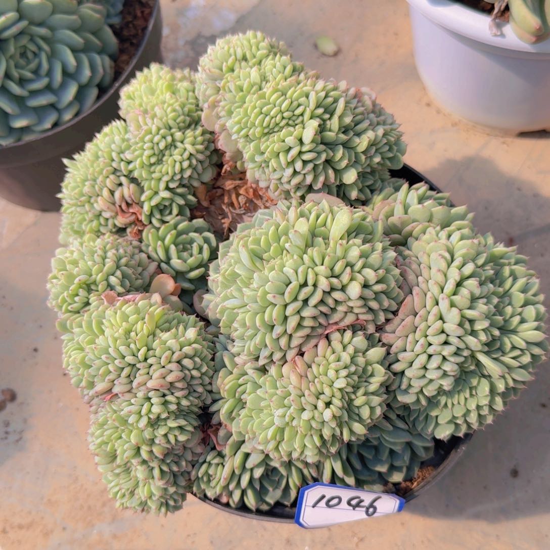 S****r1046白胖子缀凡艺多肉