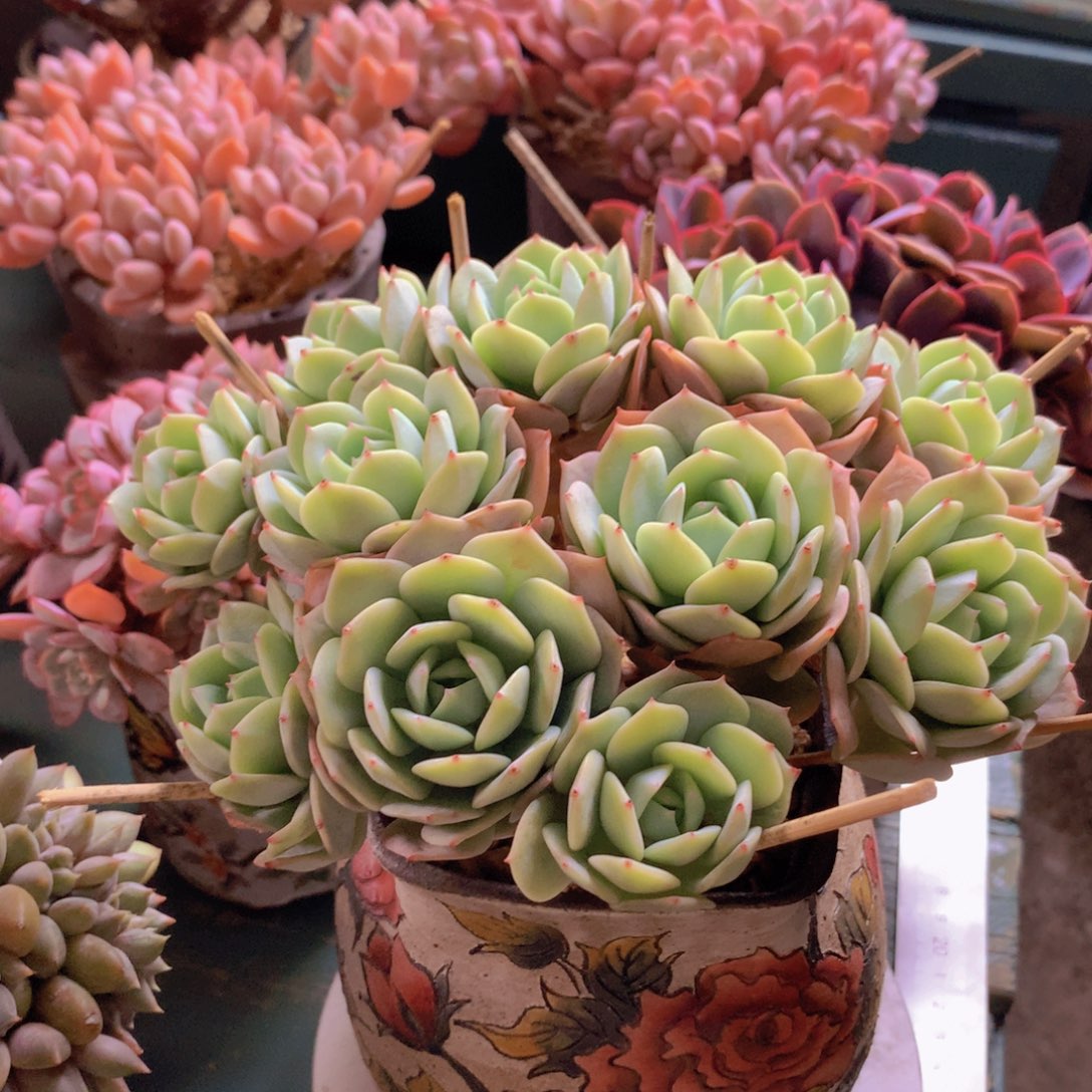 恋曲朵朵无砍自然群