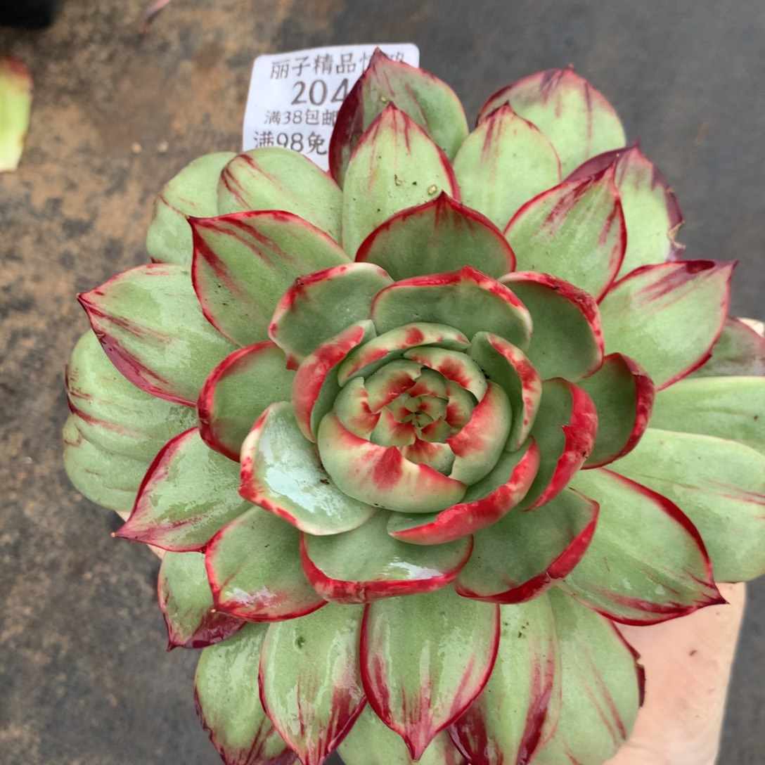 2010号多肉植物惊鸿14