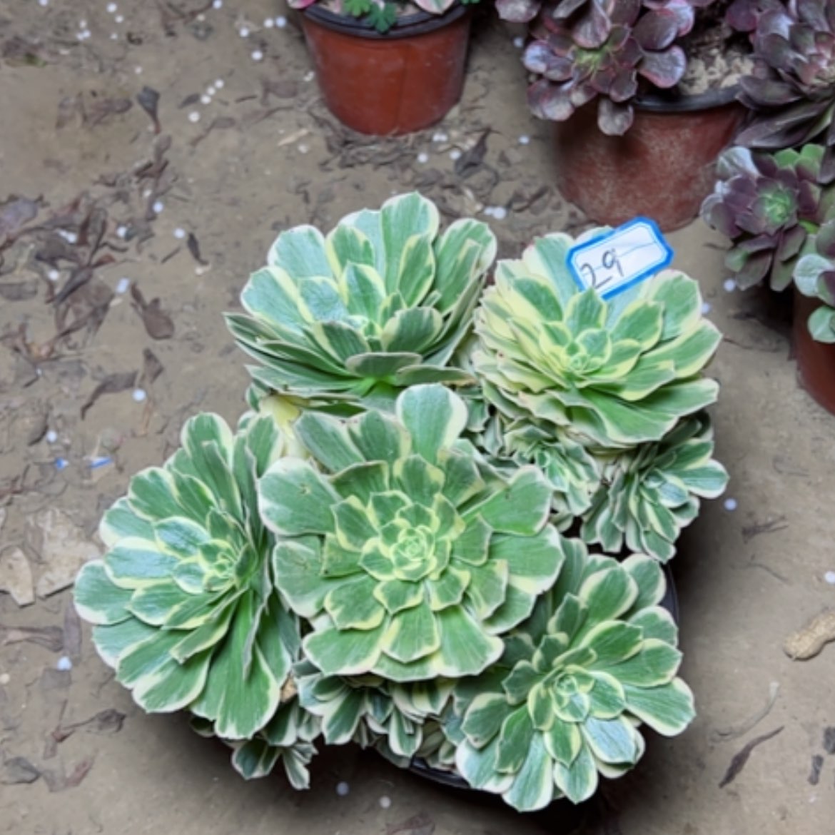 【闪购商品】迈八赫29