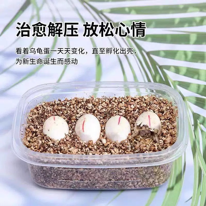 现货可孵化龟蛋 学生小宠物受精蛋