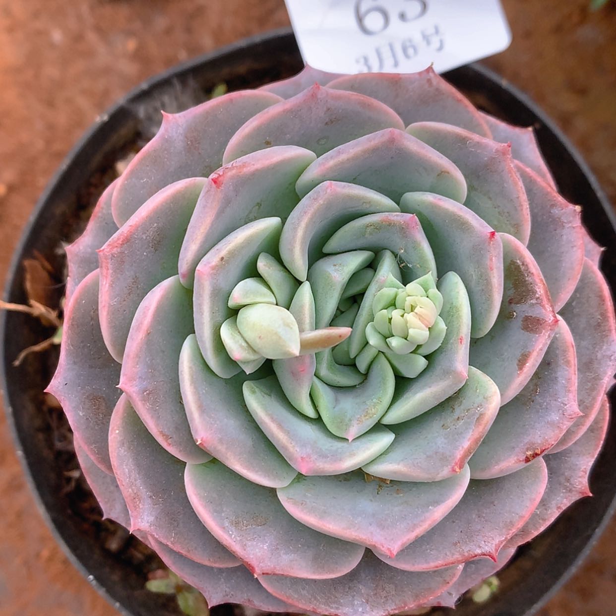 【闪购商品】云63号