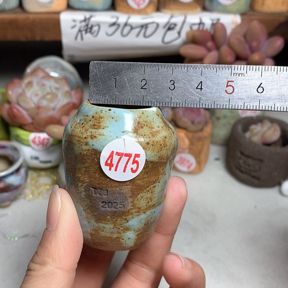 红陶拍5送一个小