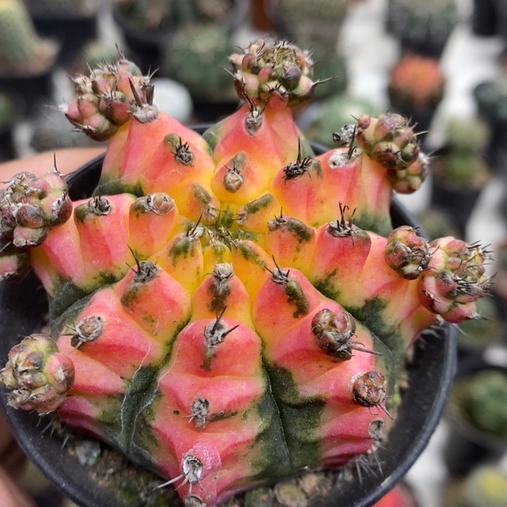 花蝴蝶牡丹锦特价