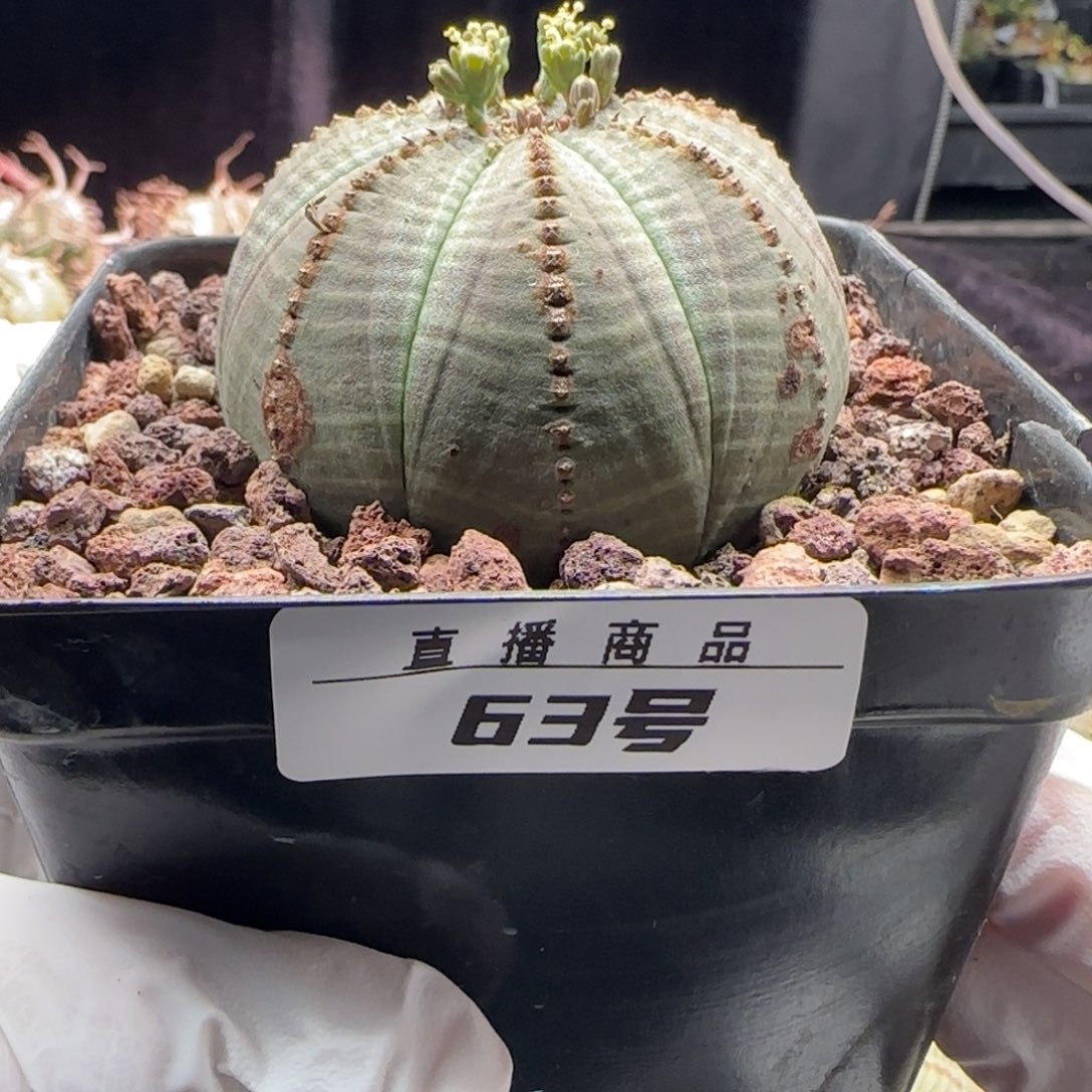 63号欧系布纹球，实生，尺寸（5.8）厘米带盆