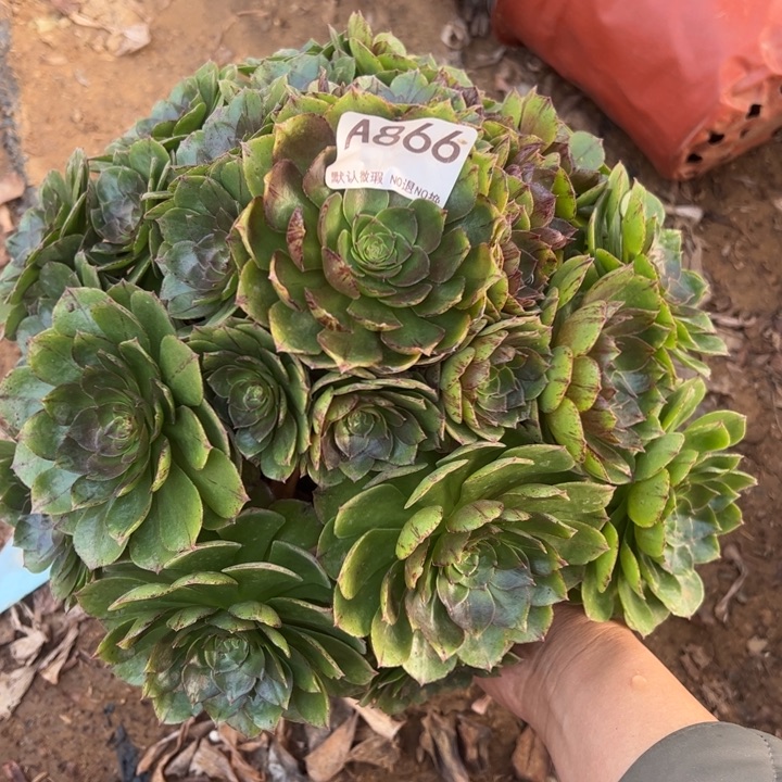 万拉丝多肉植物866.