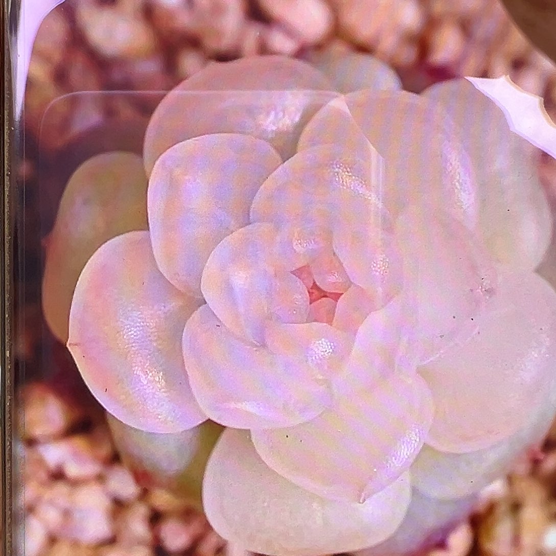 风花雪月清状态图。