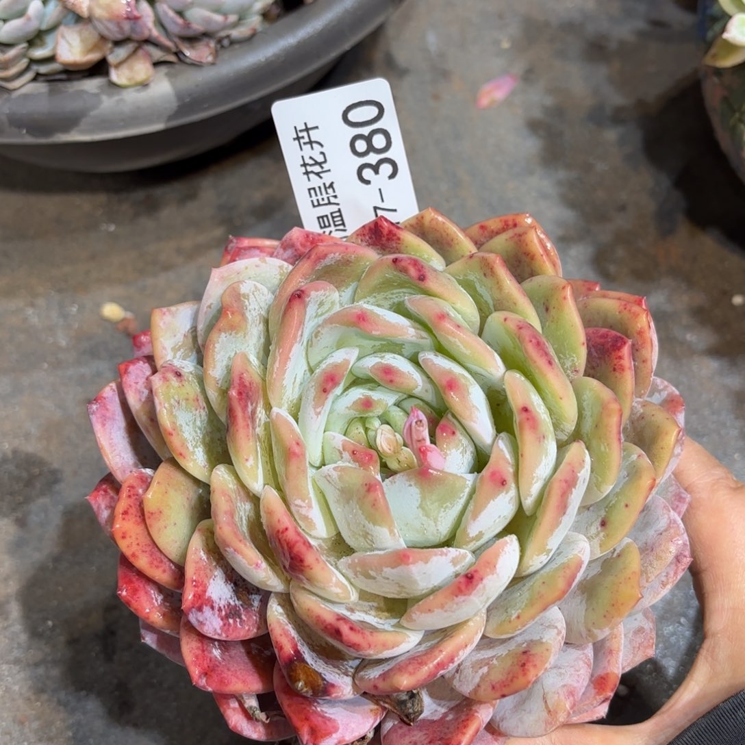 同温层多肉雪天使380