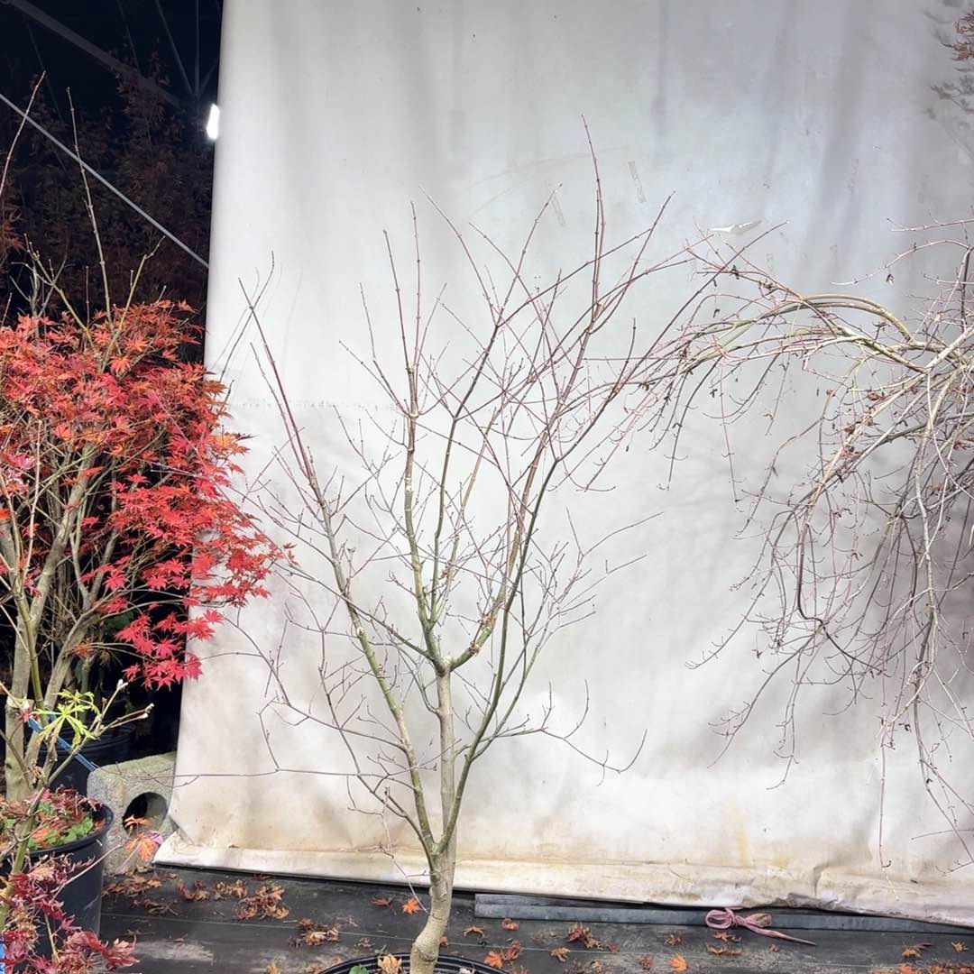 无花朵刘****砖日本枫树 泽千鸟