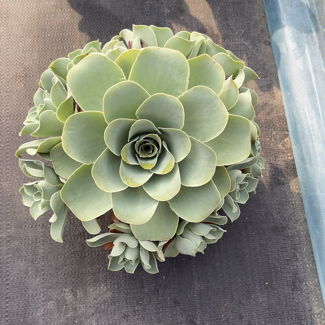 山地玫瑰一物一拍带盆发，不包断侧芽