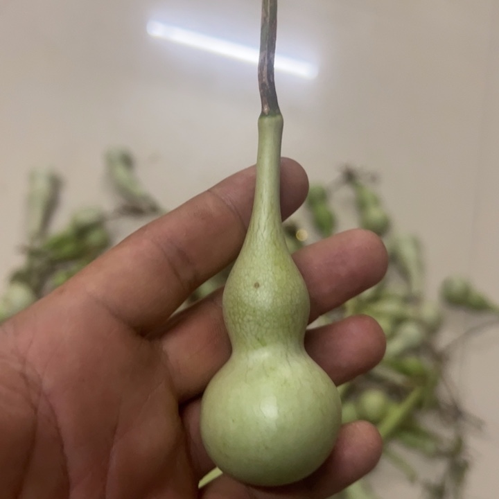 凌***本捻观音瓶葫芦，小器型