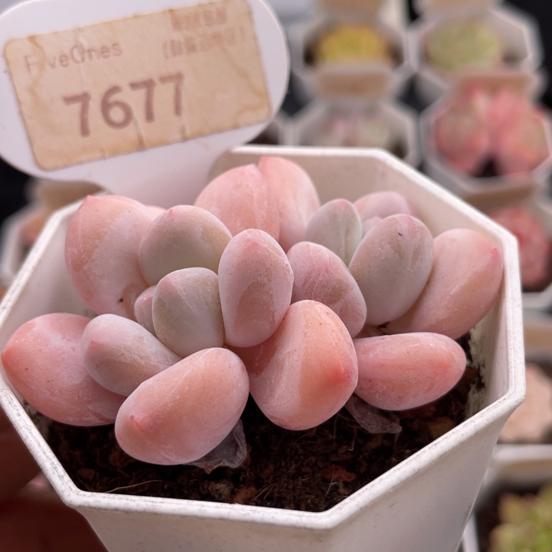 歆***里香水7677-6.0厘米