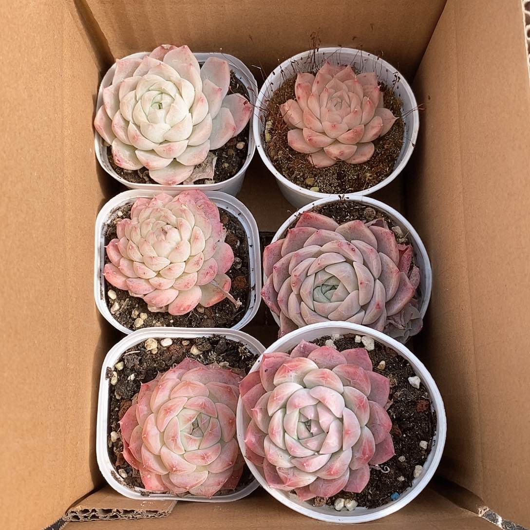 多肉植物粉色 9.9包邮 5097