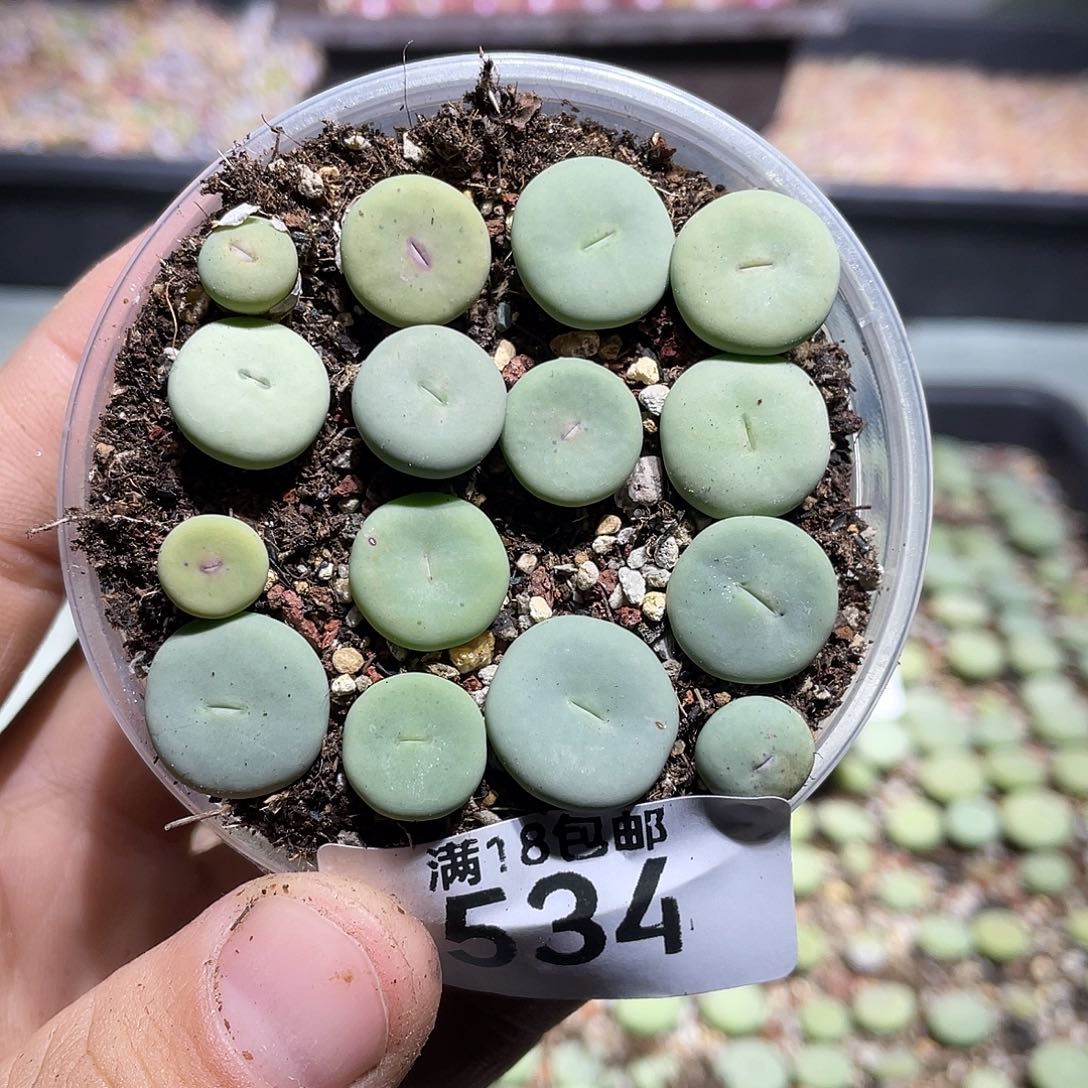 534当天凑满十八元包邮生石花