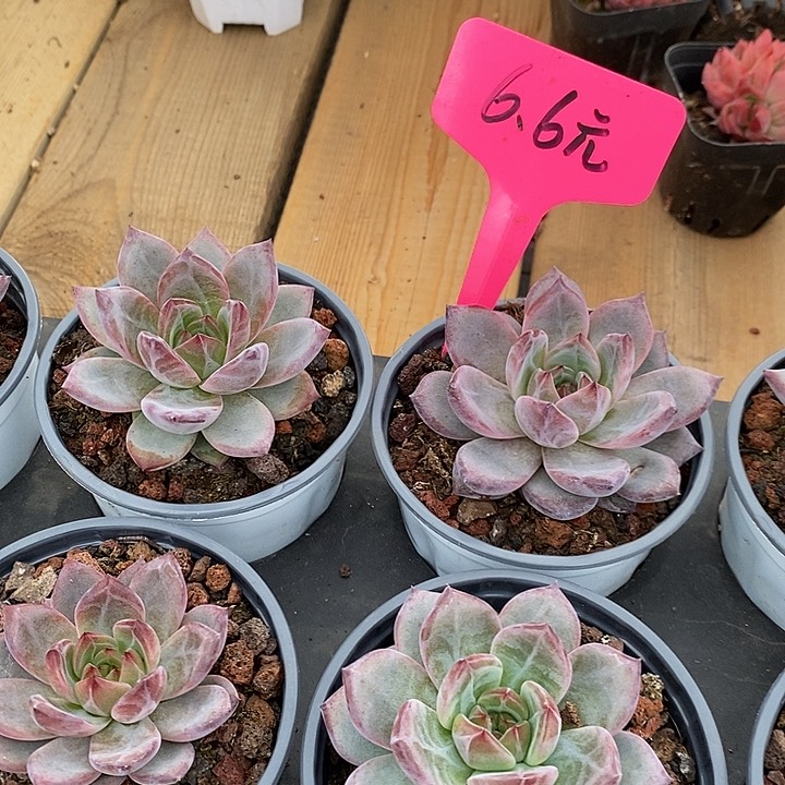 夜魔侠福利多多去拍