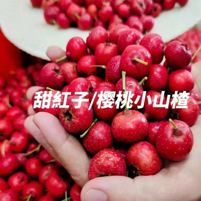 甜红子山楂樱桃小山楂山里红甜山楂新鲜水果当季果园直发儿童水果