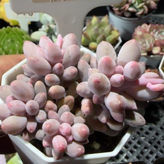 124 一物一拍多肉