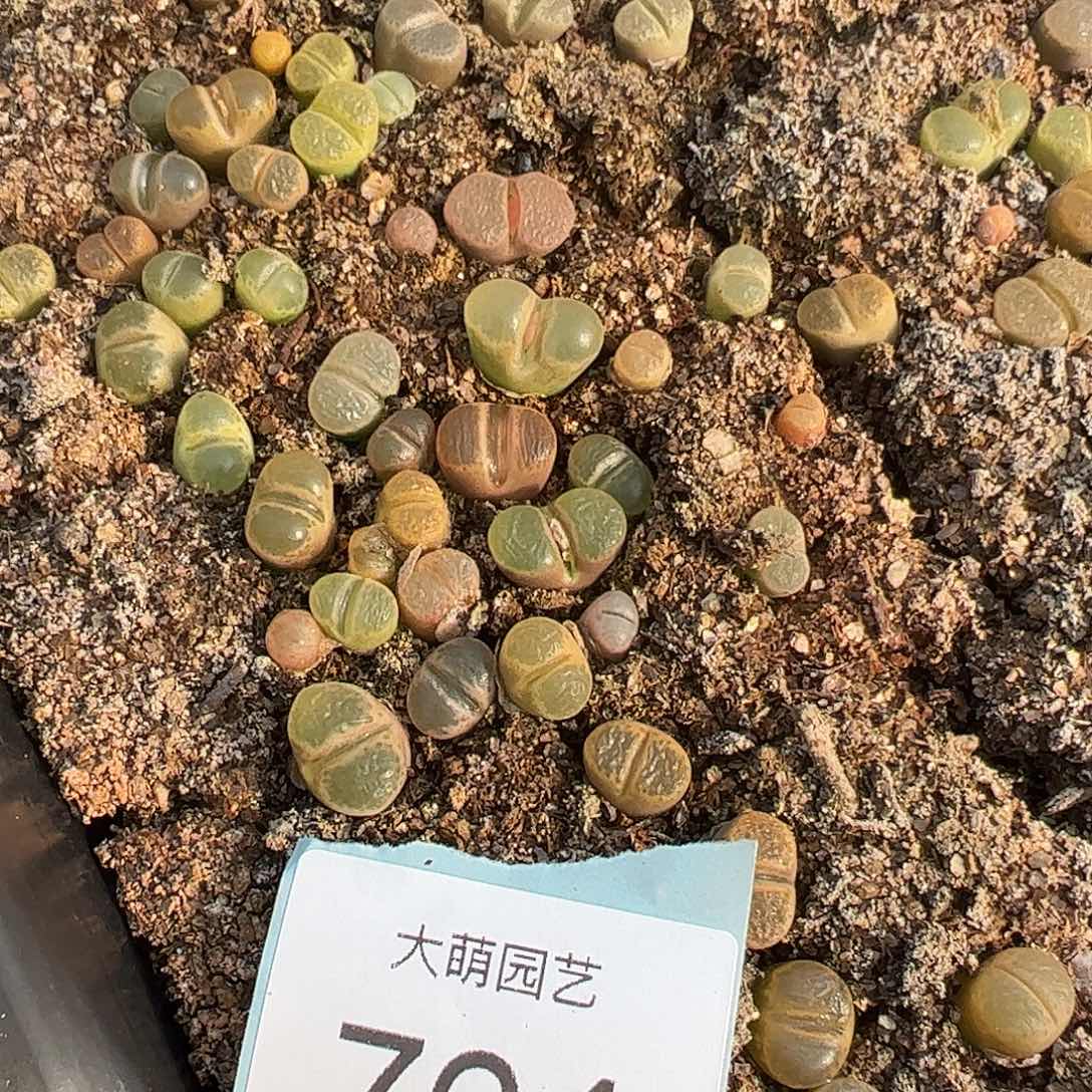 0000764量拍编号风铃混合6颗