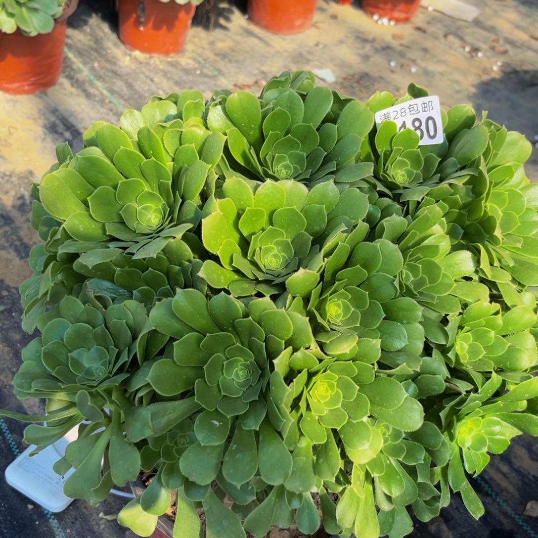 180多肉植物一物一拍