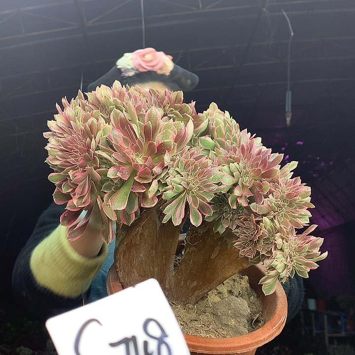 柒柒精品多肉脱土发货不包断侧枝S748