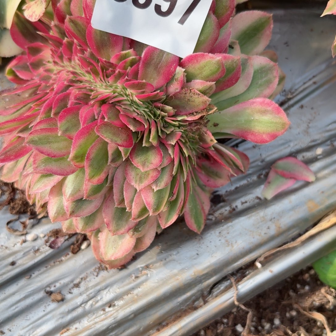 我8397 号多肉法师新年特价