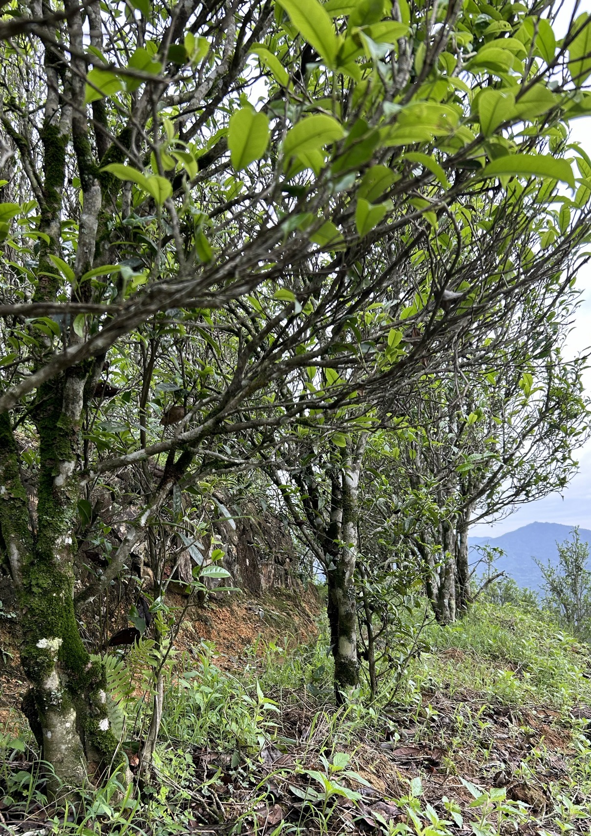 【荒野猴种】2025春茶荒野猴种高货传统炭焙凤凰单丛茶