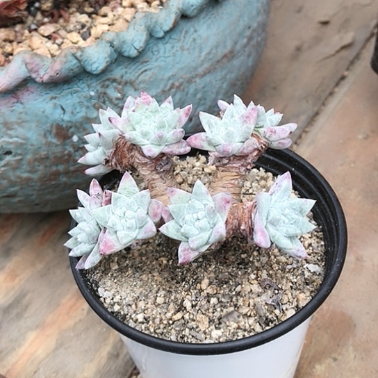 丸叶白菊仙女棒杯