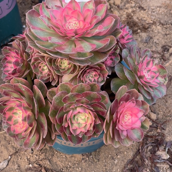 无花朵429火龙果对肉