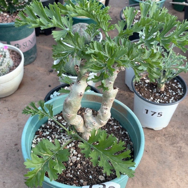 139大白皮洋葵块根