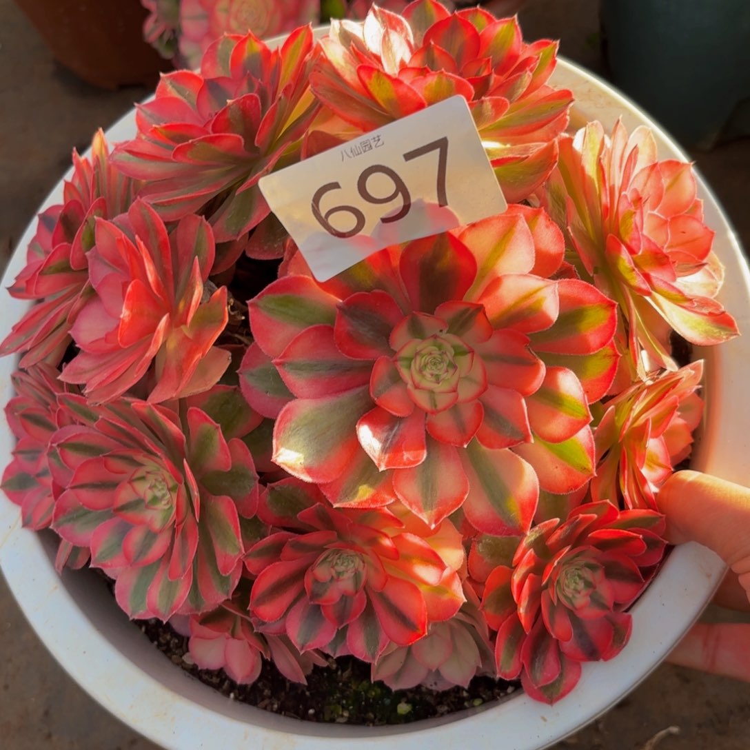 697多肉植物倾城不正