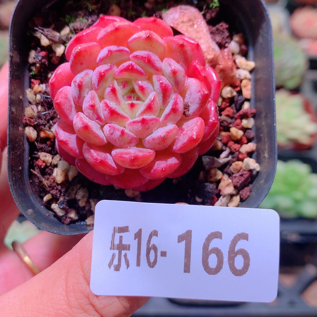 乐然16-166 哈尼 