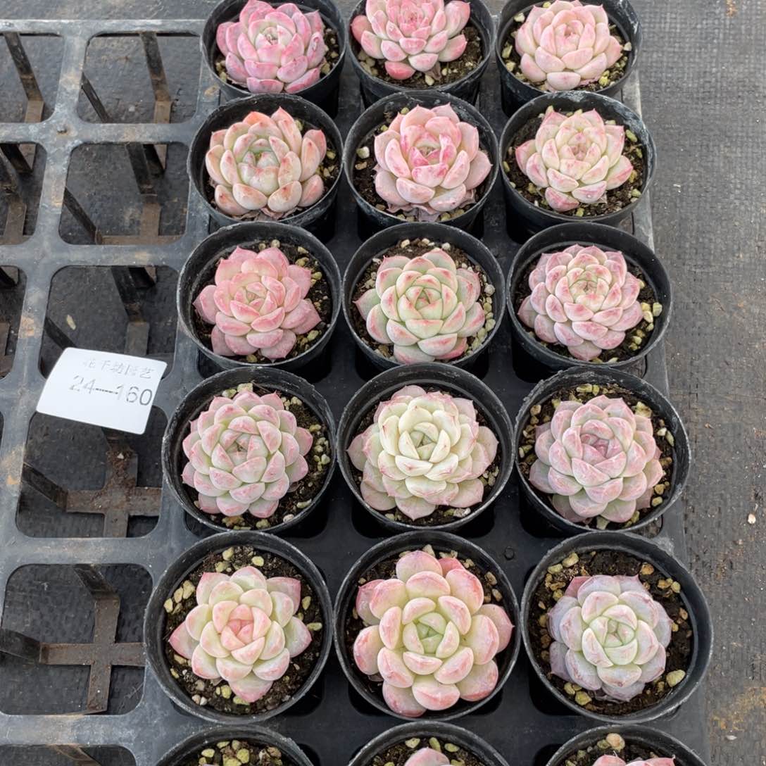 一物一拍18棵24-160