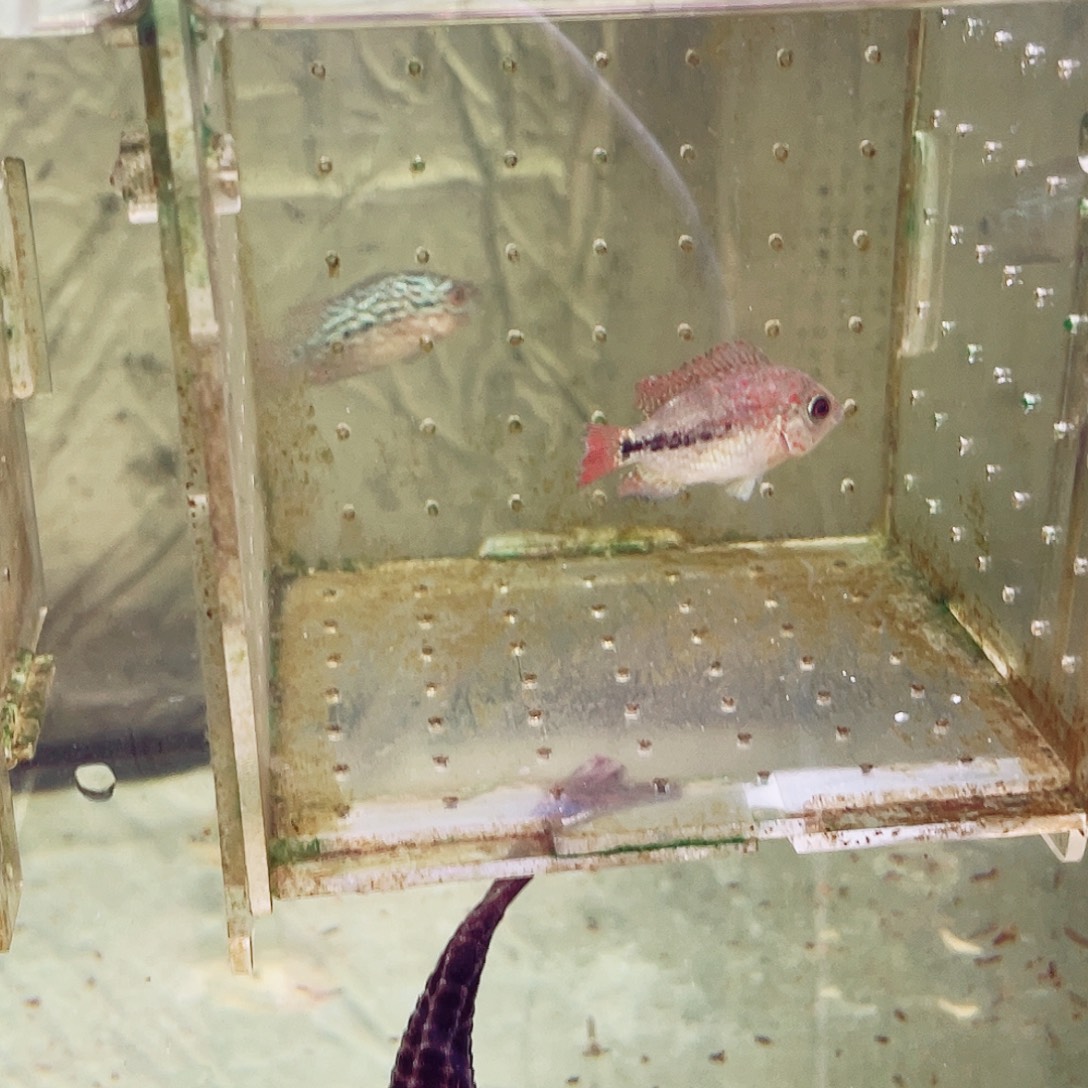 闲***舒罗汉鱼古典火凤凰罗汉鱼苗一条