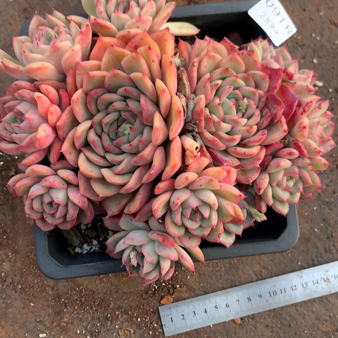 8160杂交多肉植物