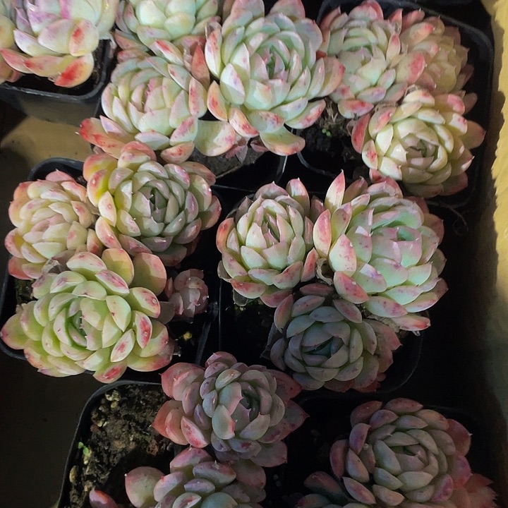 草莓冰群2.8带盆土