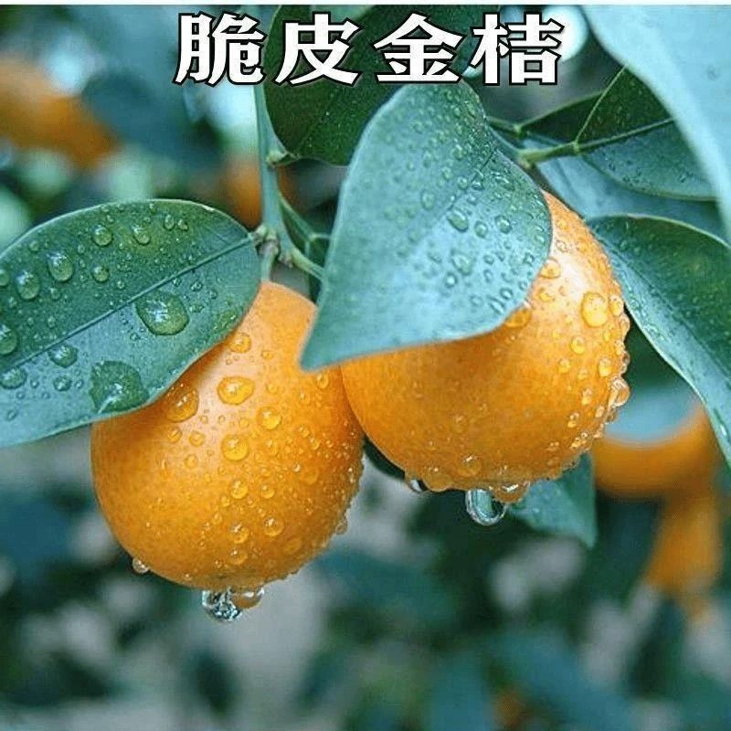 新品种金桔树苗嫁接苗脆皮金蜜甜桔盆栽地栽金橘子树苗当年结果