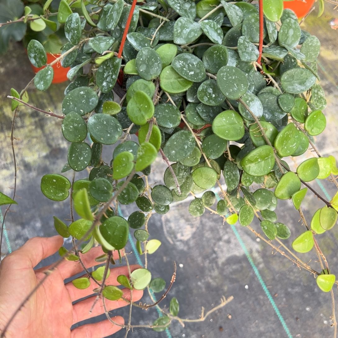 花***y无花朵杂葡球兰品种