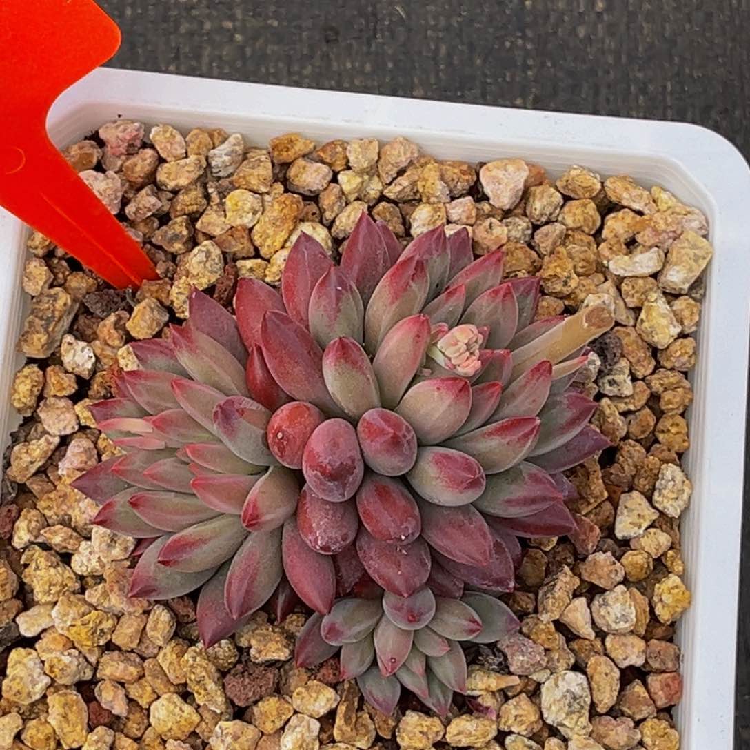 2601号上午多肉植物群生多肉植物