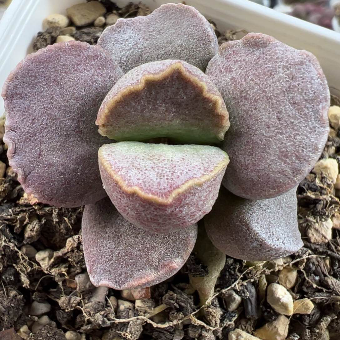 实生新品皱边款多肉植物水泡