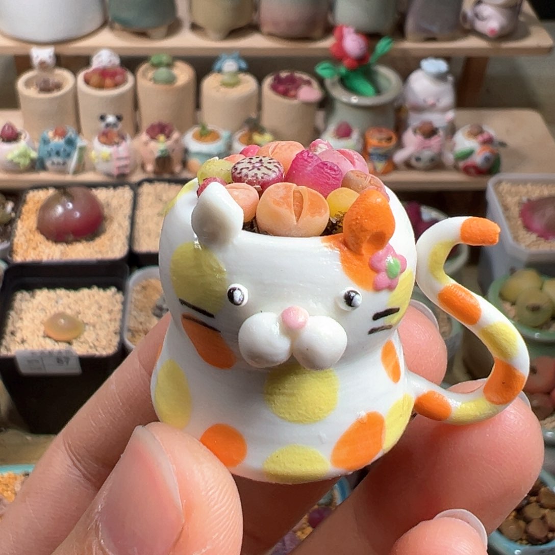 多肉植物65号拇指盆