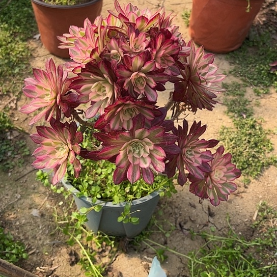 多肉植物红超白55